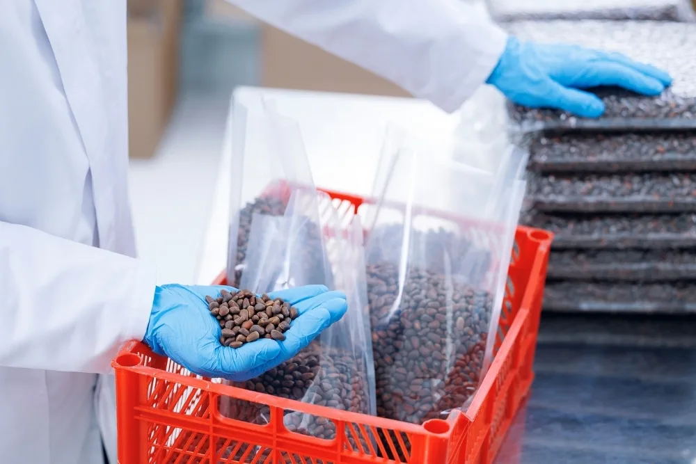 A technician wearing gloves inspects roasted coffee beans and fills clear bags, illustrating careful food quality management in practice.