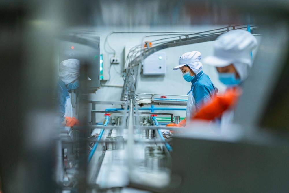 food factory changeover: Food factory workers in blue uniforms, white caps and face masks tending to a canned food production line, photographed through a gap in the machinery.